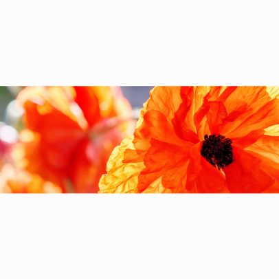 orange-poppy-panorama-card_shop