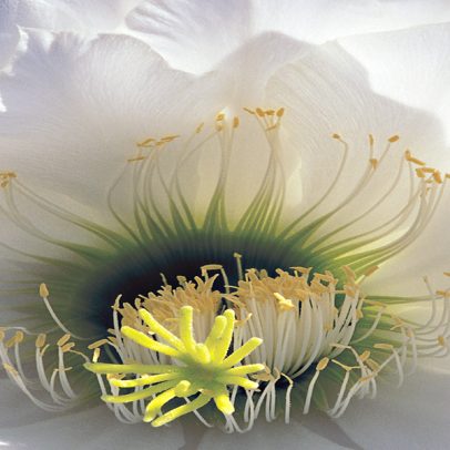 White Cactus Flower_SHOP copy