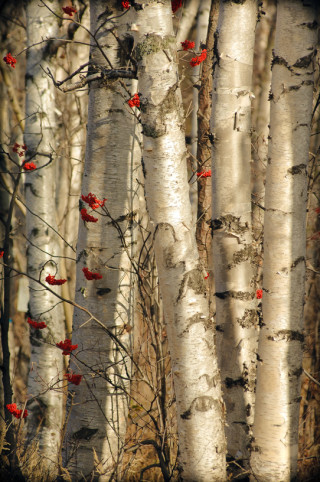 Birch with Red