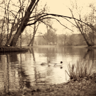 Ducks In A Pond Amsterdam