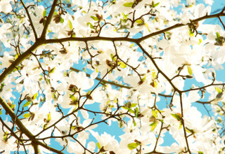Monet’s Garden In Spring