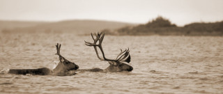 Swimming Caribou
