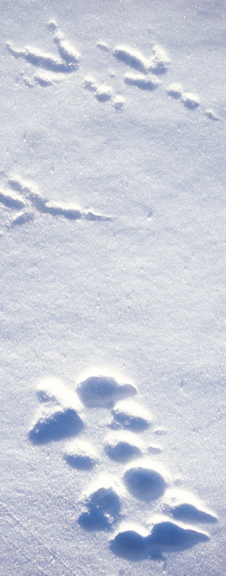 Raven and Wolf Tracks
