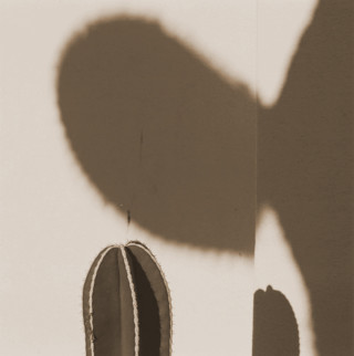 Saguaro Shadow 2