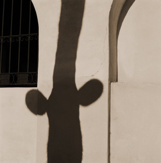 Saguaro Shadow