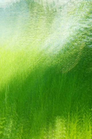 Waves Of Grass