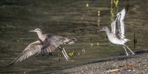 Whimbrel & Willet