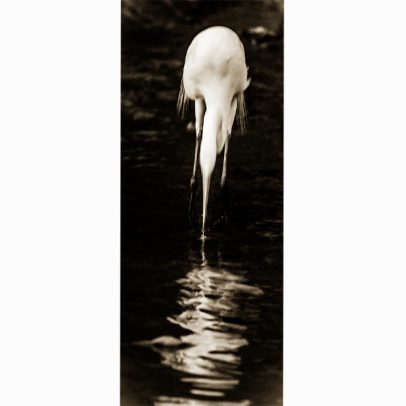 White Egret greeting card_SHOP